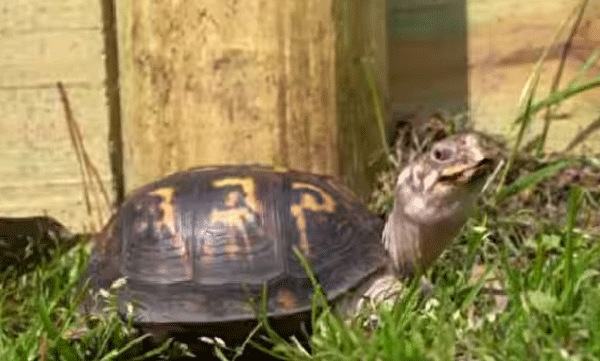 rockalina-turtle-kept-in-new-jersey-home-fed-cat-food-sees-sunlight-after-50-years