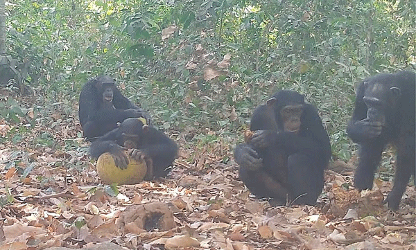 chimps-share-alcoholic-fruit-social-drinking
