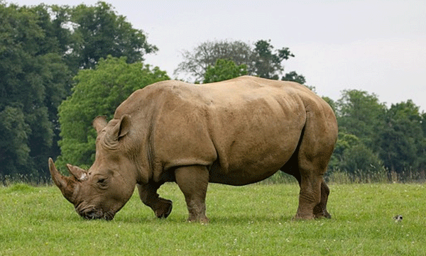 over-103-rhinos-dead-due-to-poaching-in-south-africa