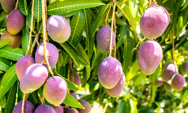 miyasaki-mango-worth-millions-is-a-japanese-mango