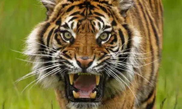 Tapping man killed by tiger attack; The co-worker was bitten while watching