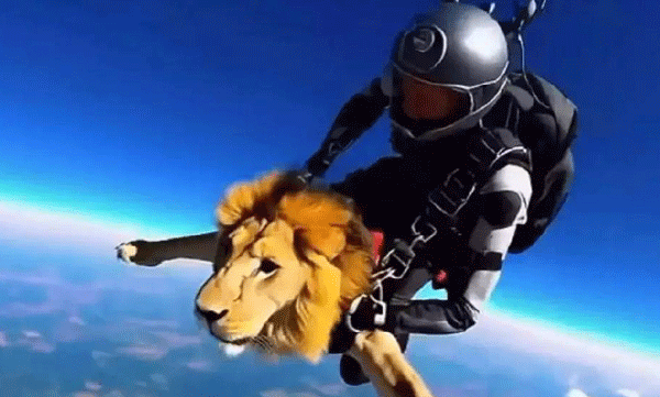 a-video-of-a-lion-skydiving-is-going-viral-on-social-media