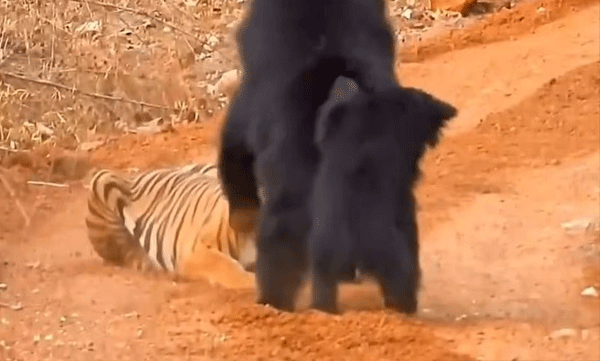 mother-bear-confronts-tiger