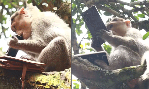 monkey-steals-bag-guna-cave