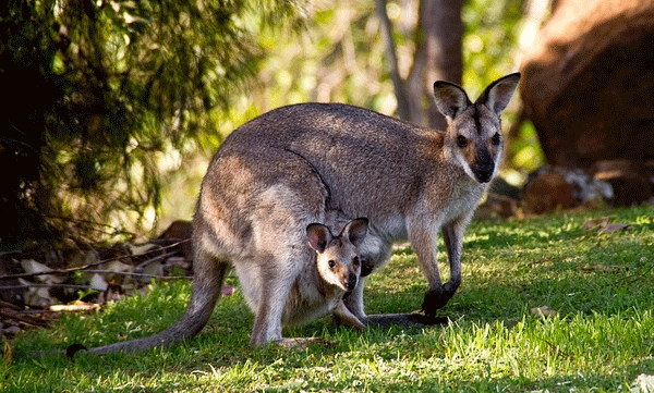 australian-kangaroo-meat-debate