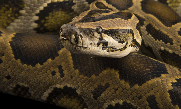 snakes-found-in-pathanamthitta-dcc-office