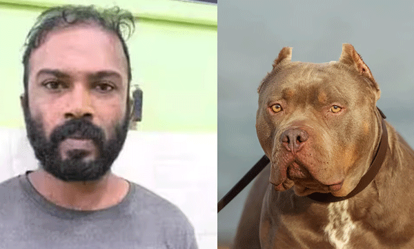 allegedly-mocking-36-year-old-man-attack-neigbor-and-cause-injuries-using-pet-pitbull-dog-arrested-27-may-202