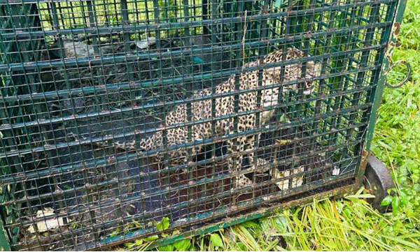 leopard-trapped-in-cage-set-up-for-man-eating-tiger-in-kalikavu
