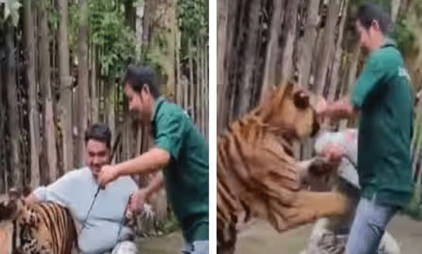 viral-video-while-taking-a-photo-an-indian-tourist-was-attacked-by-a-tiger-in-thailand