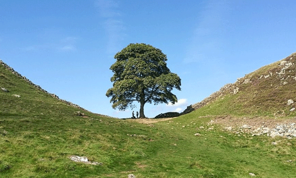 hadrians-wall-tree-vandalism