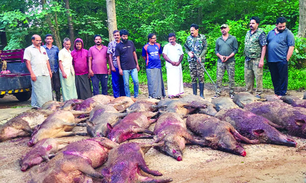 25 animals were shot dead in different areas of Amarambalam panchayat