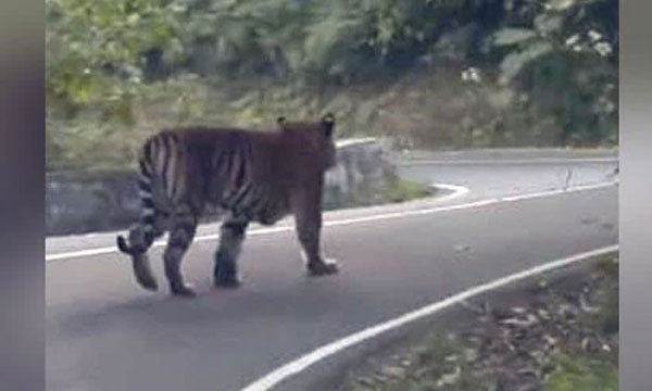 The body of a child caught by a tiger was found in Valpara; The half-eaten body of a four-year-old girl