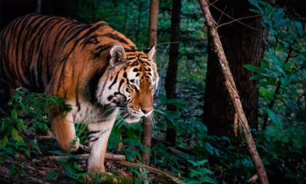 tiger-spotted-during-police-patrol-in-pathanamthitta