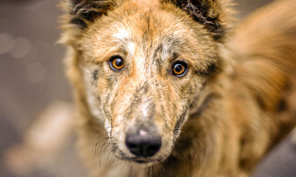 A stray dog ​​attack a month ago; The son of a native of Tamil Nadu died in Kannur