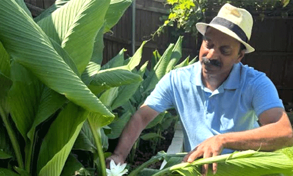 Rare turmeric blooms in America; Sunny and family are proud