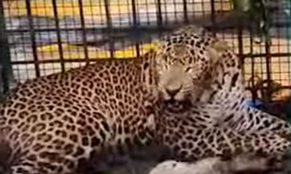 The tiger that was spreading terror in Wayanad Nambiarkunn got caught in a trap set by the forest department