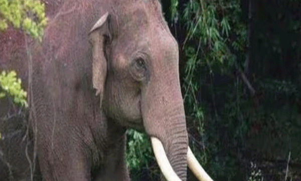 8-forest-department-employees-injured-in-wild-elephant-attack-in-konni-pathanamthitta