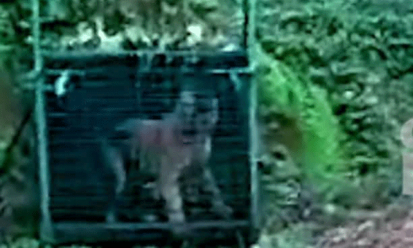 'Cage tiger should be shot dead'; Locals organize protest in Kalikavu