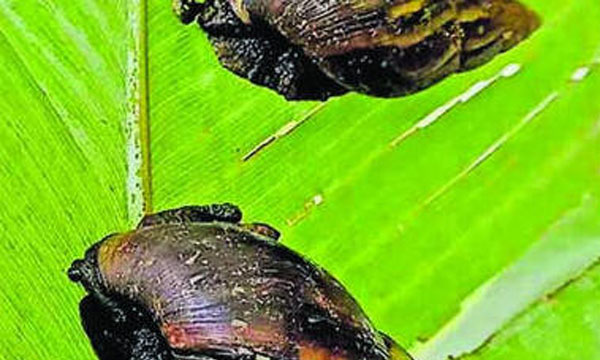 Everywhere you look, the noise of the African snail