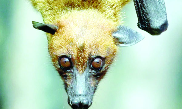 Expect the same season every year; Experts say there is no need to worry about Nipah