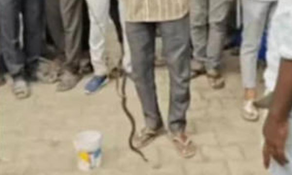 A female snake takes revenge for killing a male snake; A whole village is terrified by this strange incident