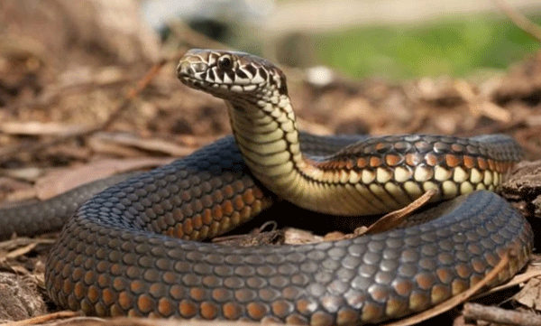 cobra-found-in-school-at-thrissur
