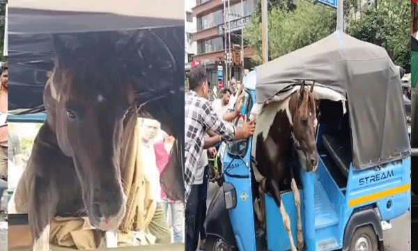 horses-fight-in-madhyapradesh-one-leaps-into-rickshaw-and-gets-stuck