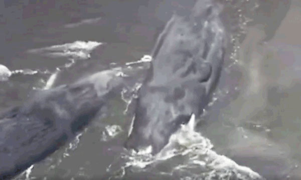 Strong Earthquake in Russia; Large numbers of whales flock to the shores of Japan