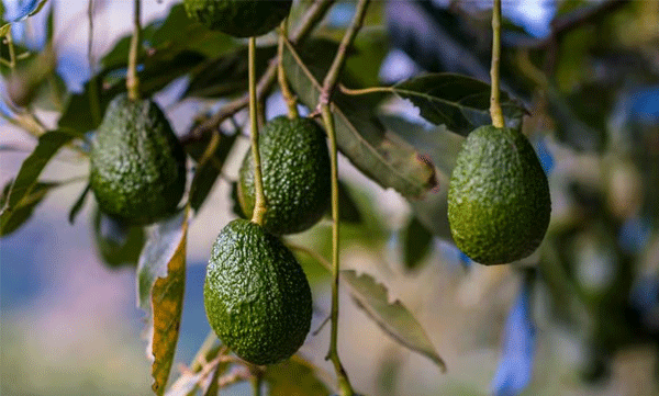 ambalavayal-avocado-city-wayanad