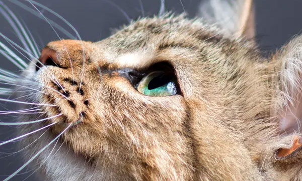 First the dessert was given; The head was then killed and then the organs were separated