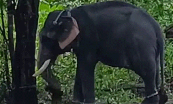 elephant-attack-in-alappuzha