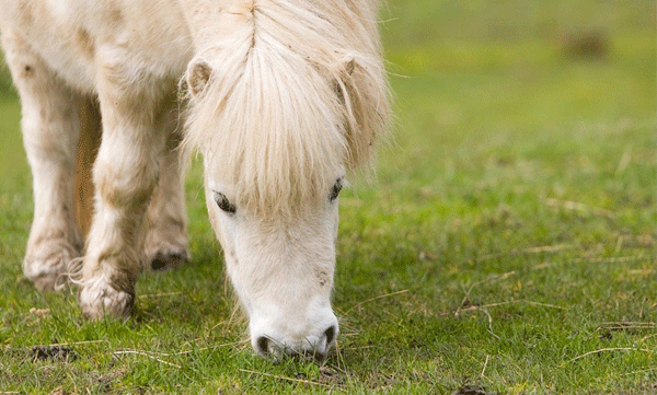 mother-donate-daughters-pet-pony-to-zoo-as-food-for-predators