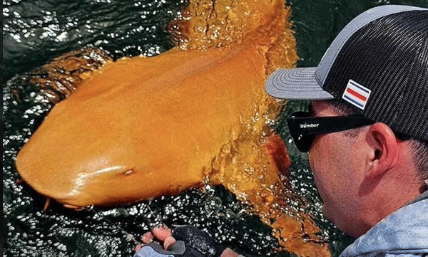 rare-golden-colour-shark-spotted-near-the-caribbean-waters