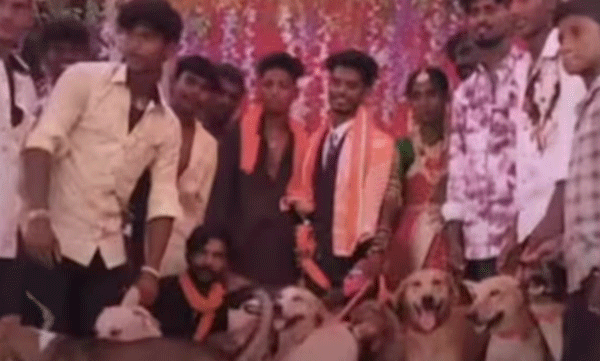 groom-and-bride-posing-with-dogs-video