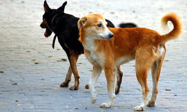 11-people-injured-due-to-stray-dog-attack-in-pathanamthitta