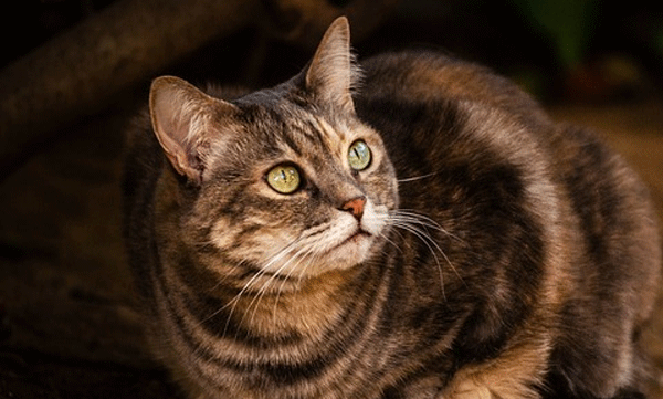 can-cats-see-ghosts-what-does-science-say