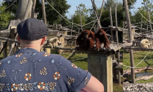 orangutan-applauding-the-performance-of-a-man-heartwarming-video