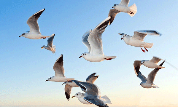 australian-parliament-seagulls