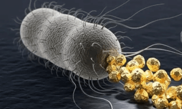 learn-about-cupriavidus-metallidurans-the-bacteria-that-turns-metals-into-gold