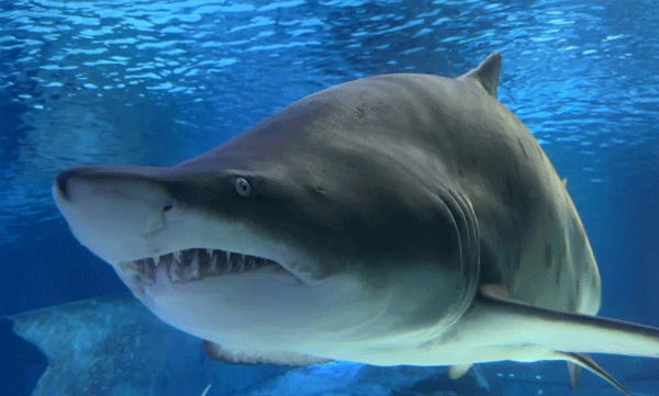 shark-teeth-loss