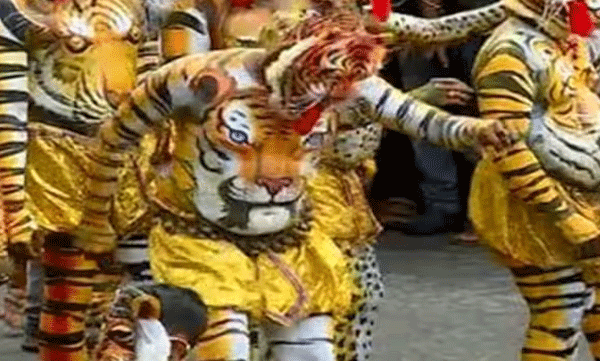 Along with the chendathalam, half-hourly music; Tigers descend on Thrissur city to make Onam colorful
