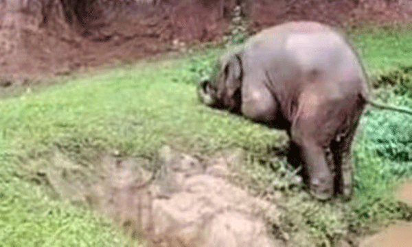 ഇതൊക്കെയെന്ത്? തടാകത്തില് നിന്ന് കരകയറാന് ശ്രമിക്കുന്ന ആനക്കുട്ടി: വൈറലായി വീഡിയോ