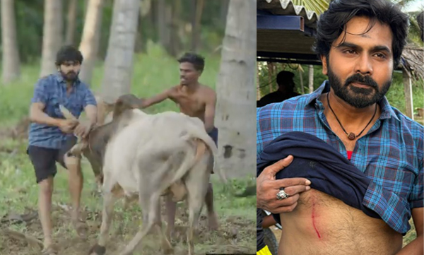actor-ashok-kumar-injured-by-bull.