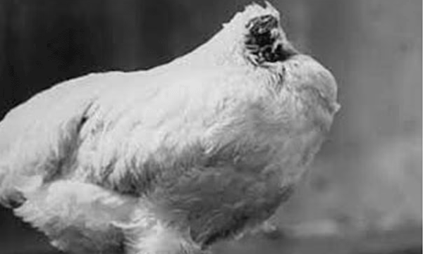headless-chicken-mike-story
