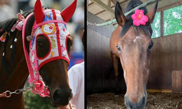 japanese-racehorse-haru-urara-famous-for-113-consecutive-losses-dies