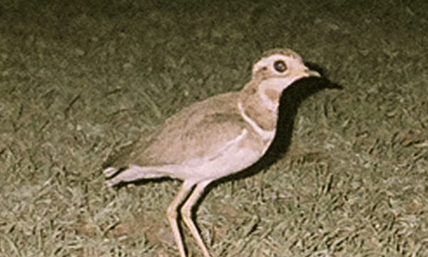 jerdons-courser-rediscovered