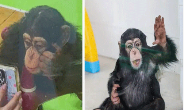 zoo-advises-against-mobile-phone-use-to-protect-the-health-of-a-baby-chimpanzee