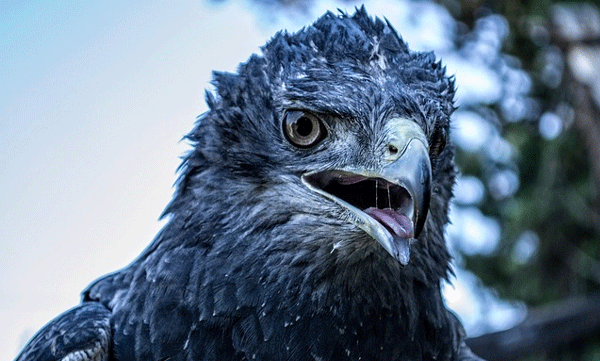 crowned-eagle-africa-predator