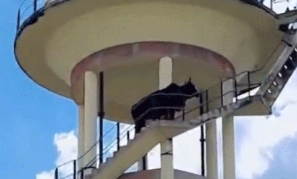 viral-video-bull-climbed-on-top-of-a-60-feet-high-water-tank-in-rajasthan