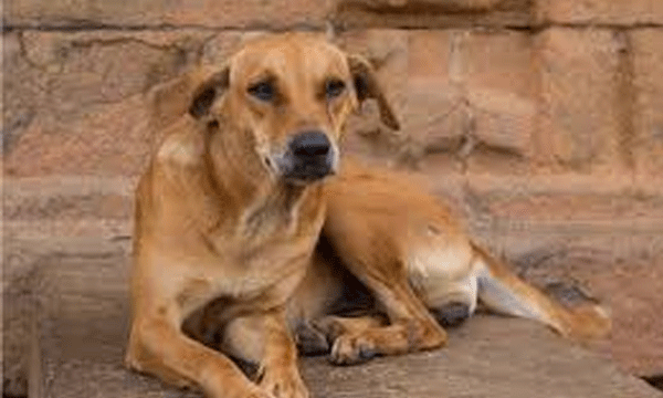 Uttar Pradesh Orders 'Life Imprisonment' For Stray Dogs